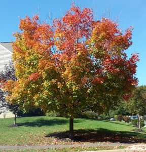 Tree in flame stage.