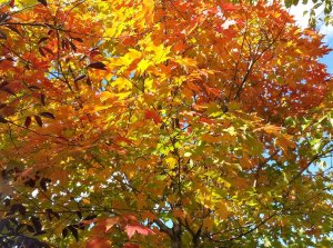 Beautiful Color on Tree.