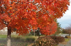 Fall trees during an early October morning walk.