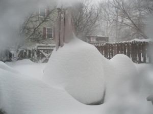 12:52 pm US EST - Backyard Table 23 Jan 2016